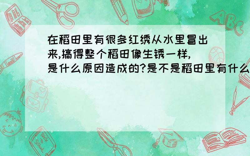 在稻田里有很多红绣从水里冒出来,搞得整个稻田像生锈一样,是什么原因造成的?是不是稻田里有什么矿产吗