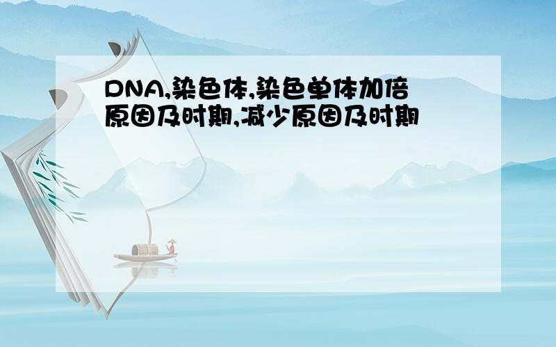 DNA,染色体,染色单体加倍原因及时期,减少原因及时期