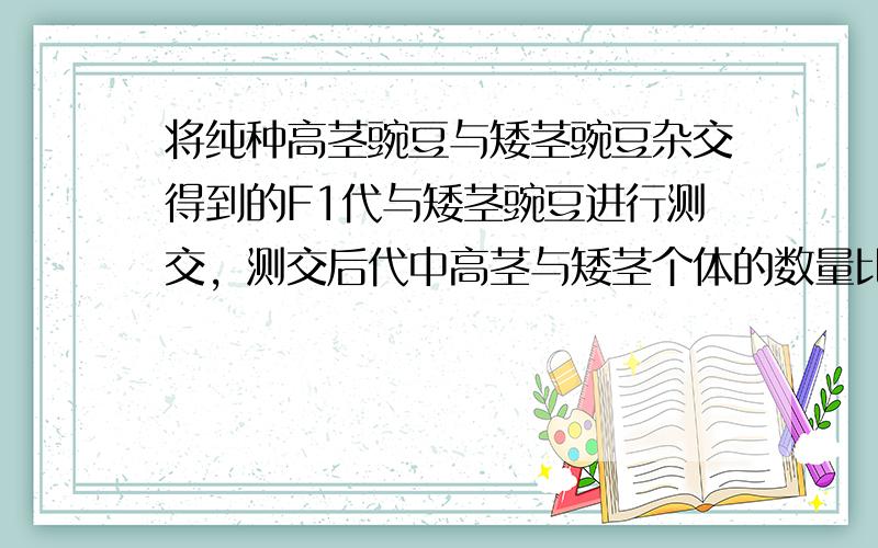 将纯种高茎豌豆与矮茎豌豆杂交得到的F1代与矮茎豌豆进行测交，测交后代中高茎与矮茎个体的数量比应是（　　）