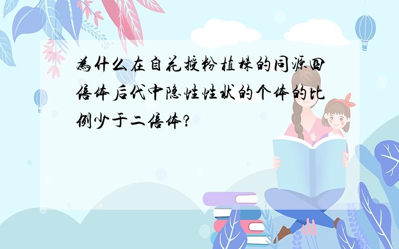 为什么在自花授粉植株的同源四倍体后代中隐性性状的个体的比例少于二倍体?