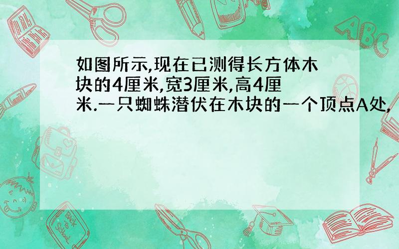 如图所示,现在已测得长方体木块的4厘米,宽3厘米,高4厘米.一只蜘蛛潜伏在木块的一个顶点A处,