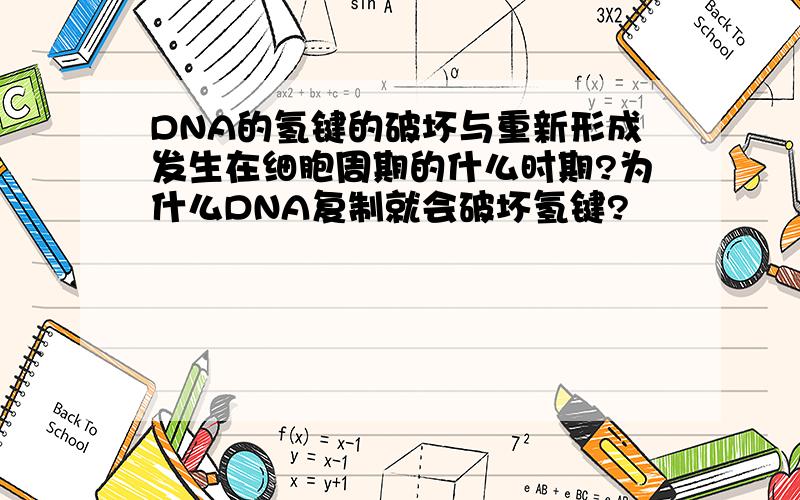 DNA的氢键的破坏与重新形成发生在细胞周期的什么时期?为什么DNA复制就会破坏氢键?