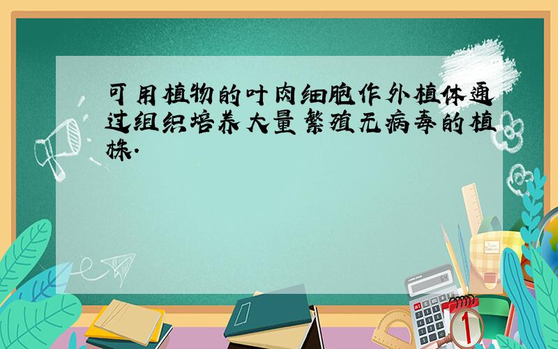 可用植物的叶肉细胞作外植体通过组织培养大量繁殖无病毒的植株.