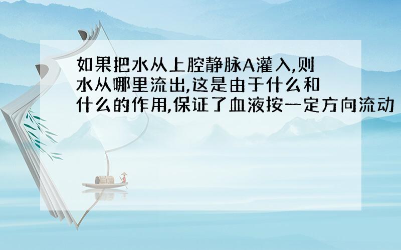 如果把水从上腔静脉A灌入,则水从哪里流出,这是由于什么和什么的作用,保证了血液按一定方向流动