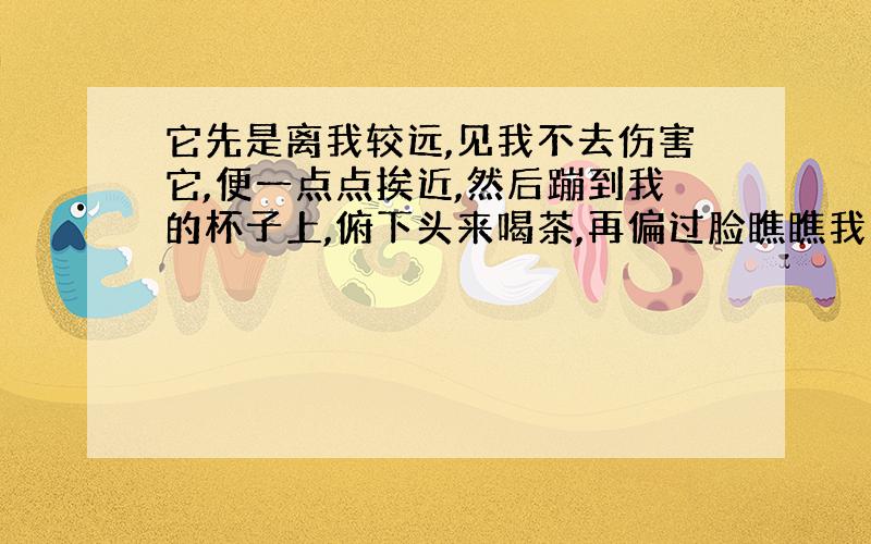 它先是离我较远,见我不去伤害它,便一点点挨近,然后蹦到我的杯子上,俯下头来喝茶,再偏过脸瞧瞧我的反应.我只是微微一笑,依