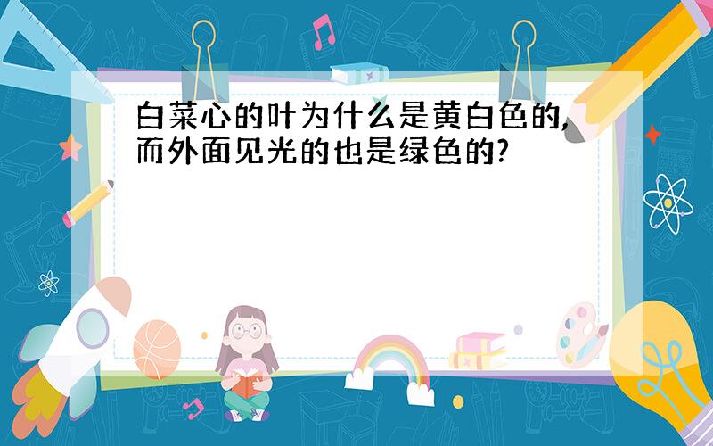 白菜心的叶为什么是黄白色的,而外面见光的也是绿色的?