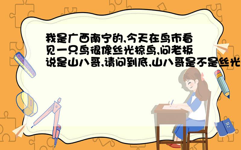 我是广西南宁的,今天在鸟市看见一只鸟很像丝光椋鸟,问老板说是山八哥,请问到底,山八哥是不是丝光椋鸟