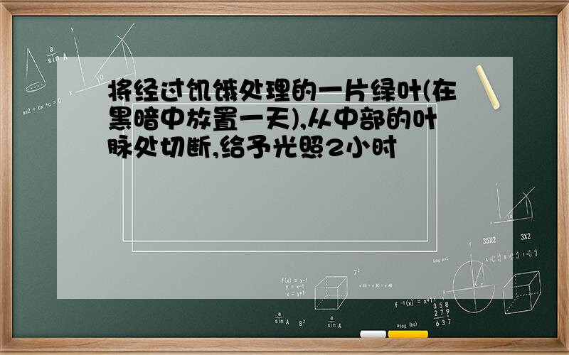 将经过饥饿处理的一片绿叶(在黑暗中放置一天),从中部的叶脉处切断,给予光照2小时