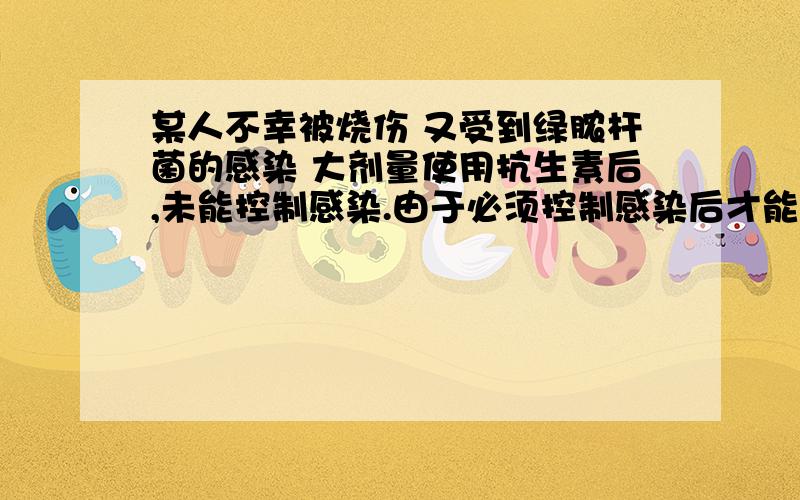 某人不幸被烧伤 又受到绿脓杆菌的感染 大剂量使用抗生素后,未能控制感染.由于必须控制感染后才能植皮,所以要尽快采取有效措