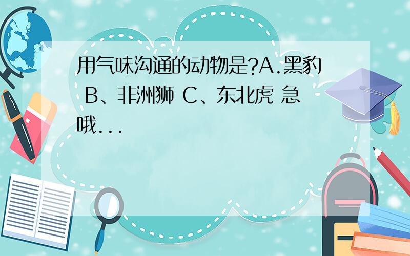 用气味沟通的动物是?A.黑豹 B、非洲狮 C、东北虎 急哦...