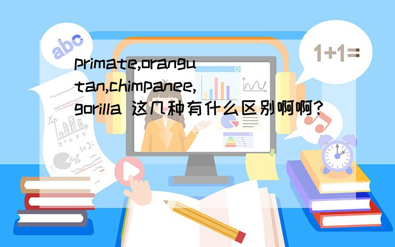 primate,orangutan,chimpanee,gorilla 这几种有什么区别啊啊?