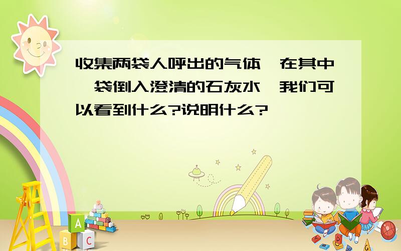 收集两袋人呼出的气体,在其中一袋倒入澄清的石灰水,我们可以看到什么?说明什么?