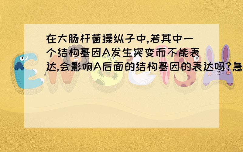 在大肠杆菌操纵子中,若其中一个结构基因A发生突变而不能表达,会影响A后面的结构基因的表达吗?急