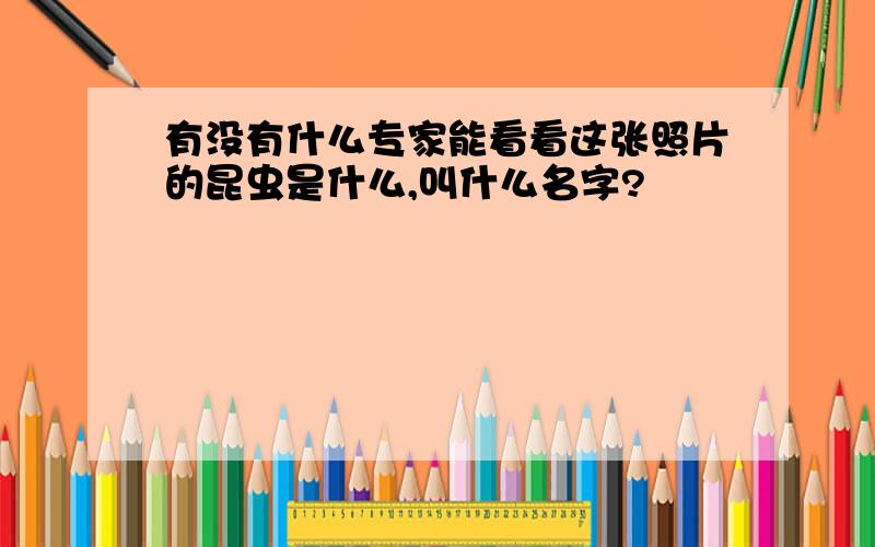 有没有什么专家能看看这张照片的昆虫是什么,叫什么名字?