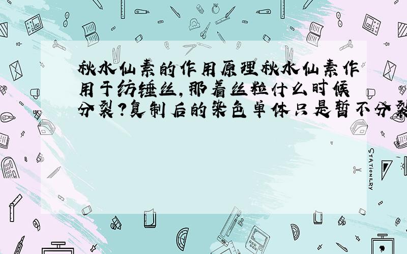 秋水仙素的作用原理秋水仙素作用于纺锤丝,那着丝粒什么时候分裂?复制后的染色单体只是暂不分裂吗?那之后分裂了不就跟原来正常