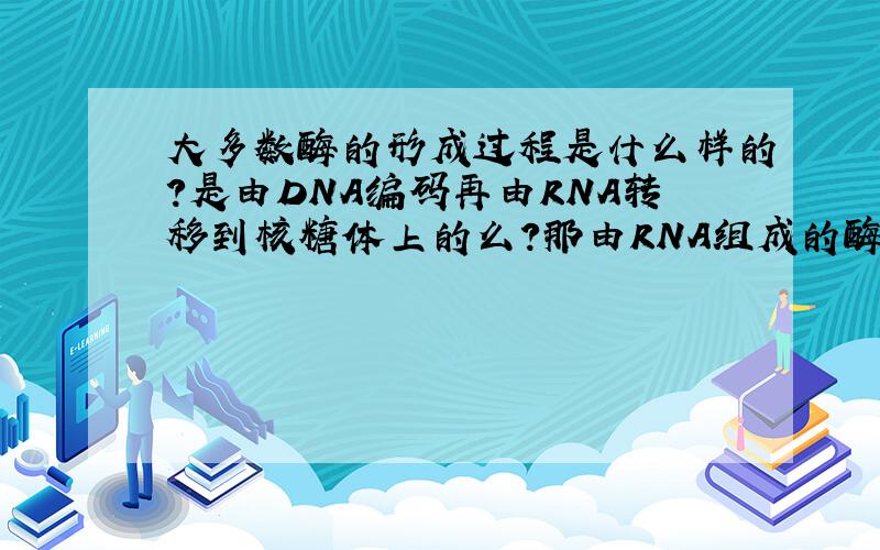 大多数酶的形成过程是什么样的?是由DNA编码再由RNA转移到核糖体上的么?那由RNA组成的酶形成的过程又怎样