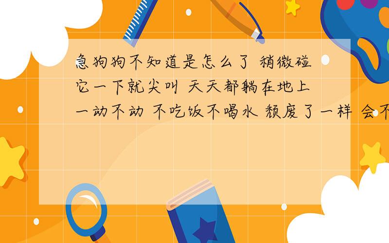 急狗狗不知道是怎么了 稍微碰它一下就尖叫 天天都躺在地上一动不动 不吃饭不喝水 颓废了一样 会不会死啊 ?本地没有宠物医