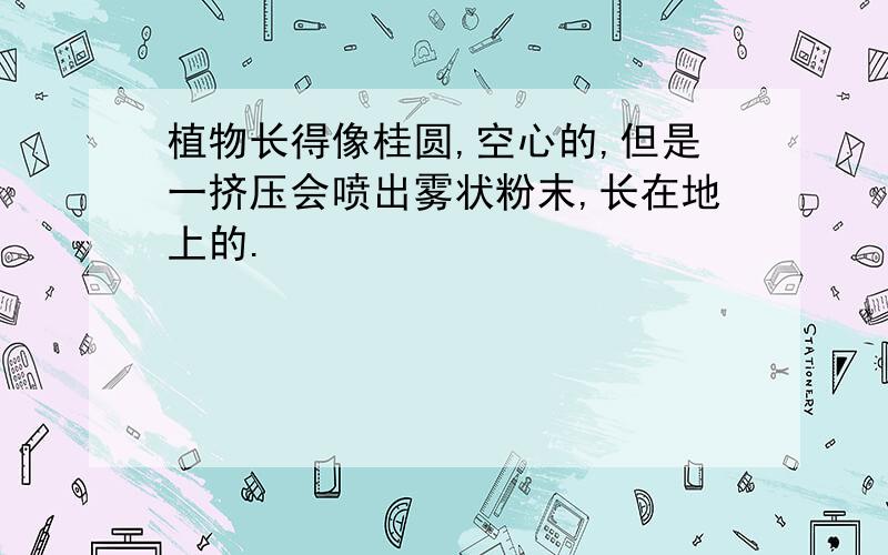 植物长得像桂圆,空心的,但是一挤压会喷出雾状粉末,长在地上的.