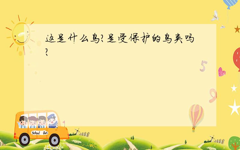 这是什么鸟?是受保护的鸟类吗?