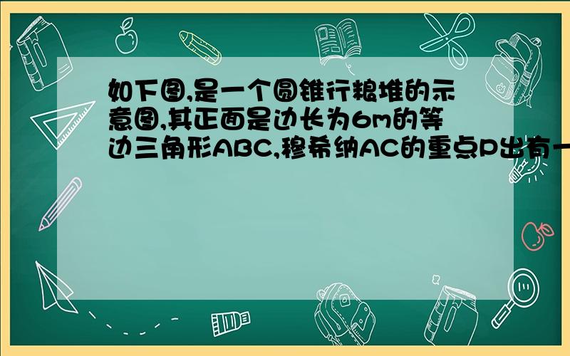 如下图,是一个圆锥行粮堆的示意图,其正面是边长为6m的等边三角形ABC,穆希纳AC的重点P出有一老鼠正在偷粮食,小猫从B