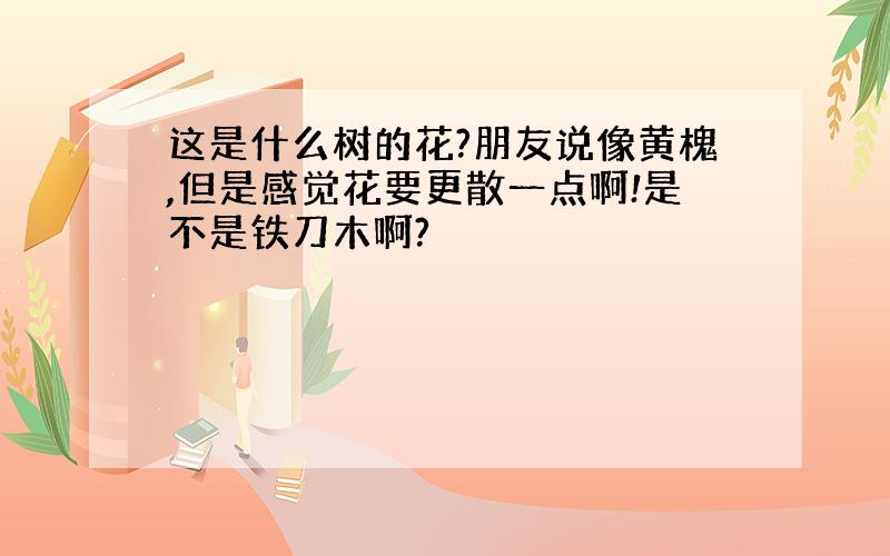 这是什么树的花?朋友说像黄槐,但是感觉花要更散一点啊!是不是铁刀木啊?