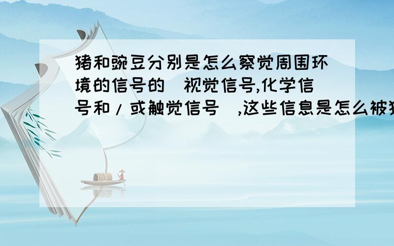 猪和豌豆分别是怎么察觉周围环境的信号的（视觉信号,化学信号和/或触觉信号）,这些信息是怎么被猪处理的