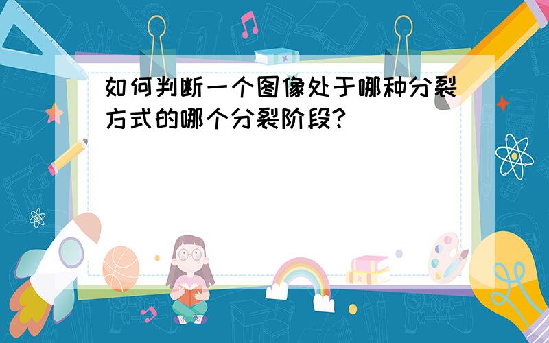 如何判断一个图像处于哪种分裂方式的哪个分裂阶段?