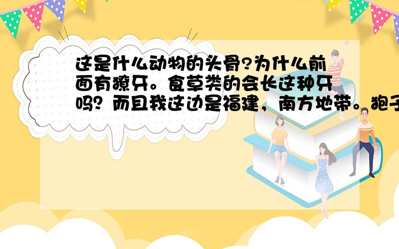 这是什么动物的头骨?为什么前面有獠牙。食草类的会长这种牙吗？而且我这边是福建，南方地带。狍子多在北方吧