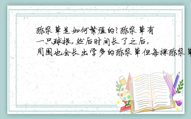 酢浆草是如何繁殖的?酢浆草有一只球根,然后时间长了之后,周围也会长出学多的酢浆草但每棵酢浆草的球根都是独立的,并不是连在