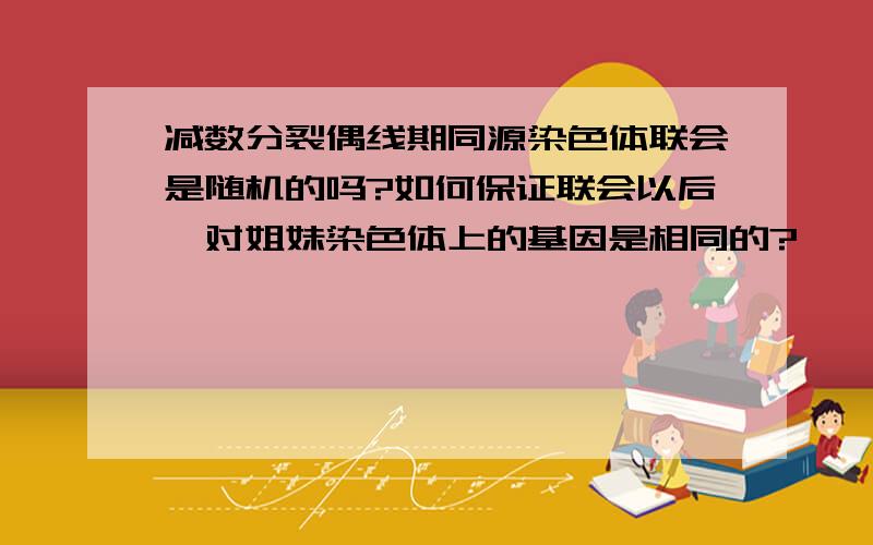 减数分裂偶线期同源染色体联会是随机的吗?如何保证联会以后一对姐妹染色体上的基因是相同的?