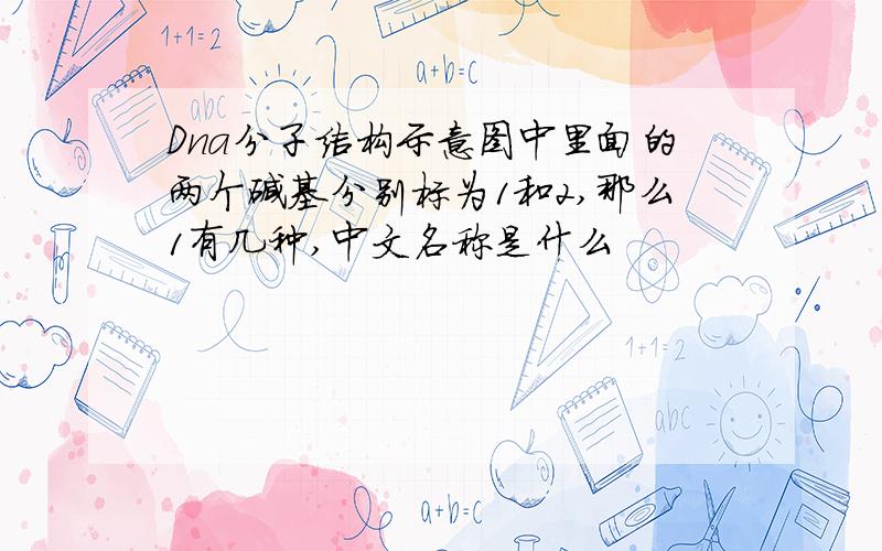 Dna分子结构示意图中里面的两个碱基分别标为1和2,那么1有几种,中文名称是什么