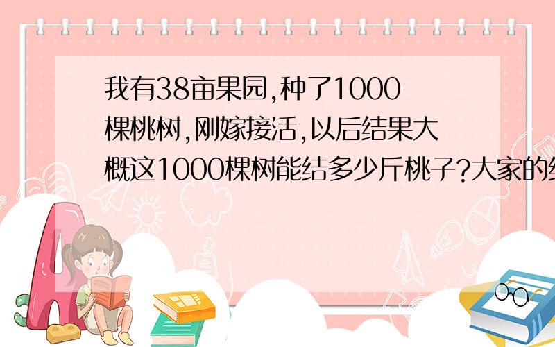 我有38亩果园,种了1000棵桃树,刚嫁接活,以后结果大概这1000棵树能结多少斤桃子?大家的经验说下?