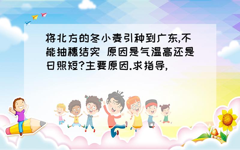 将北方的冬小麦引种到广东,不能抽穗结实 原因是气温高还是日照短?主要原因.求指导,