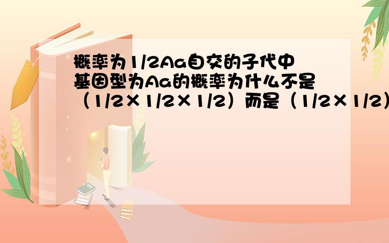 概率为1/2Aa自交的子代中基因型为Aa的概率为什么不是（1/2×1/2×1/2）而是（1/2×1/2）?