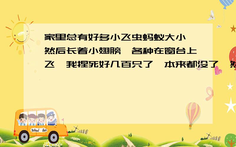 家里总有好多小飞虫蚂蚁大小,然后长着小翅膀,各种在窗台上飞,我捏死好几百只了,本来都没了,然后刚才又发现一群,屋里该扔的