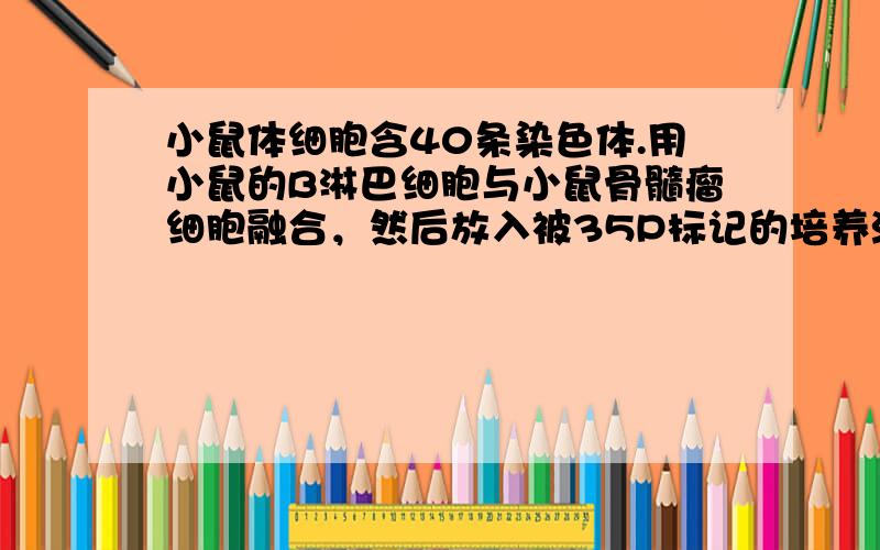 小鼠体细胞含40条染色体.用小鼠的B淋巴细胞与小鼠骨髓瘤细胞融合，然后放入被35P标记的培养液中培养.当杂交瘤细胞进入有