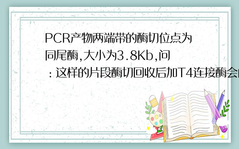 PCR产物两端带的酶切位点为同尾酶,大小为3.8Kb,问：这样的片段酶切回收后加T4连接酶会自连吗?