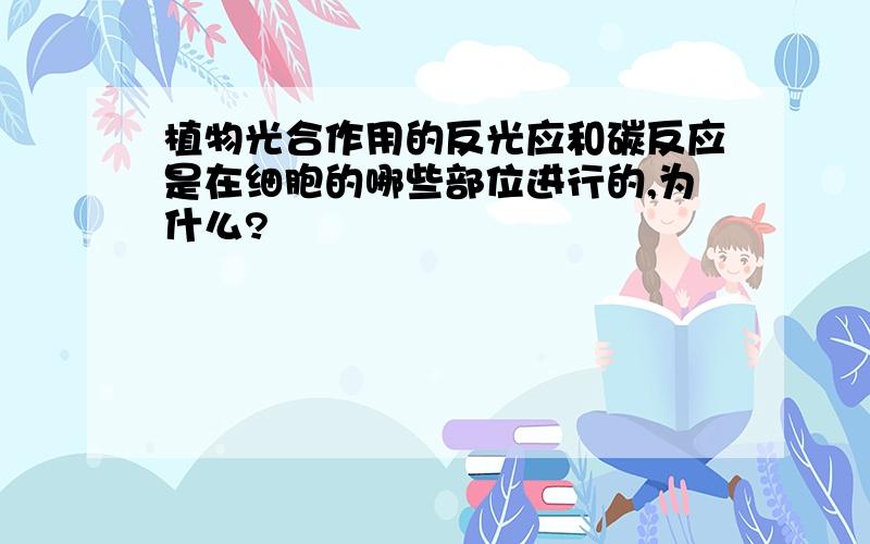 植物光合作用的反光应和碳反应是在细胞的哪些部位进行的,为什么?