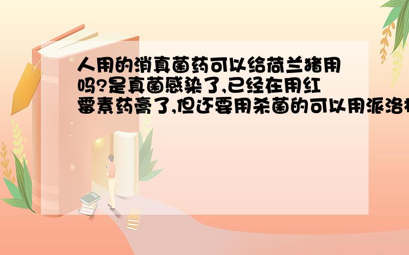 人用的消真菌药可以给荷兰猪用吗?是真菌感染了,已经在用红霉素药膏了,但还要用杀菌的可以用派洛松吗