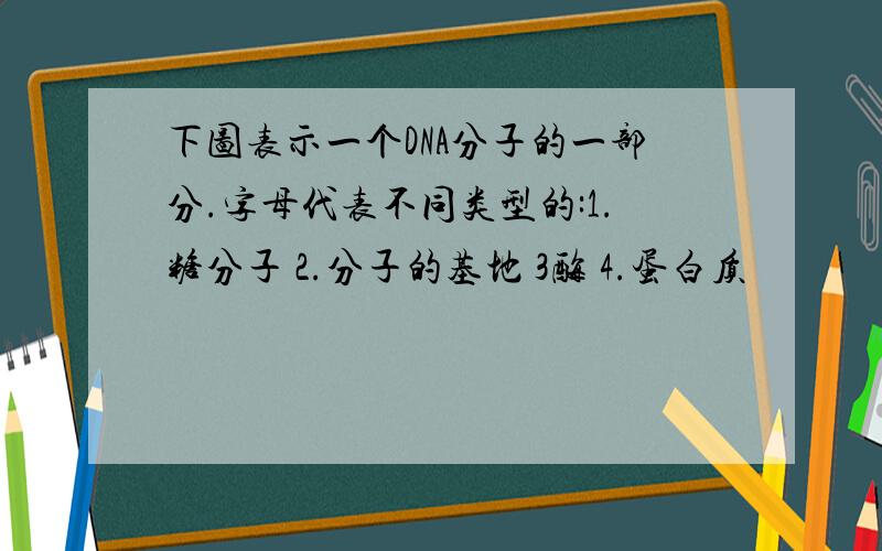 下图表示一个DNA分子的一部分.字母代表不同类型的:1.糖分子 2.分子的基地 3酶 4.蛋白质