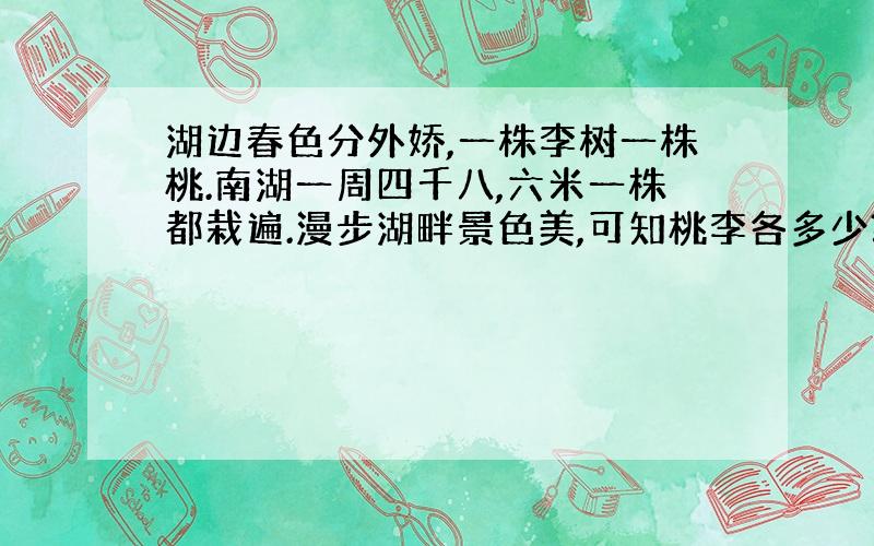 湖边春色分外娇,一株李树一株桃.南湖一周四千八,六米一株都栽遍.漫步湖畔景色美,可知桃李各多少?