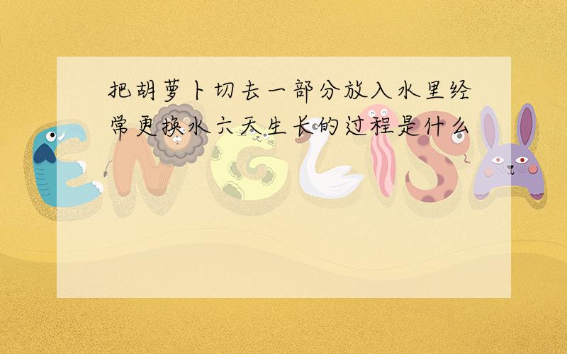 把胡萝卜切去一部分放入水里经常更换水六天生长的过程是什么