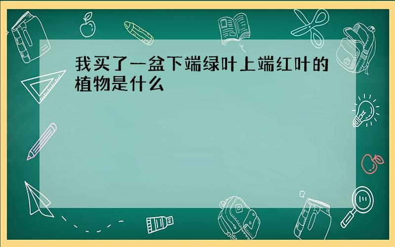 我买了一盆下端绿叶上端红叶的植物是什么