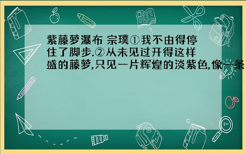 紫藤萝瀑布 宗璞①我不由得停住了脚步.②从未见过开得这样盛的藤萝,只见一片辉煌的淡紫色,像一条瀑布,从空中垂下,不见其发