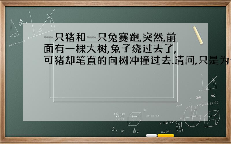 一只猪和一只兔赛跑,突然,前面有一棵大树,兔子绕过去了,可猪却笔直的向树冲撞过去.请问,只是为什么