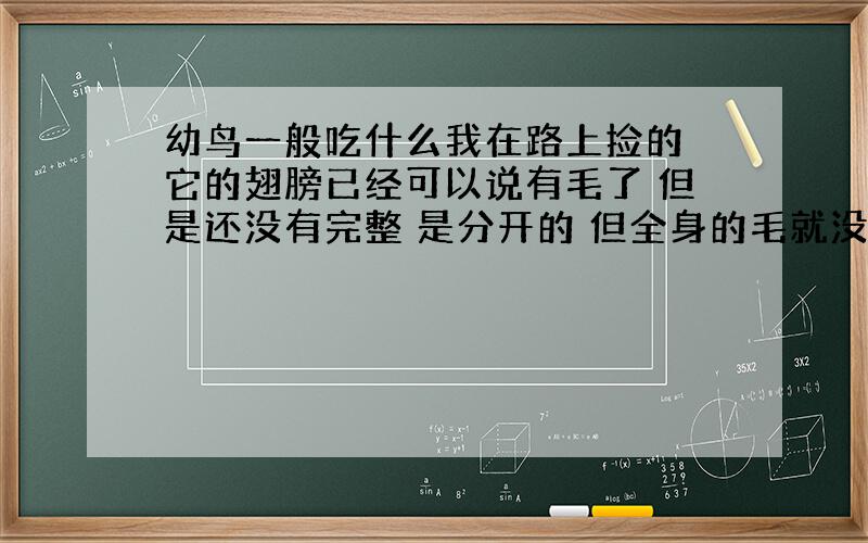 幼鸟一般吃什么我在路上捡的 它的翅膀已经可以说有毛了 但是还没有完整 是分开的 但全身的毛就没有那么齐了 只有翅膀而已