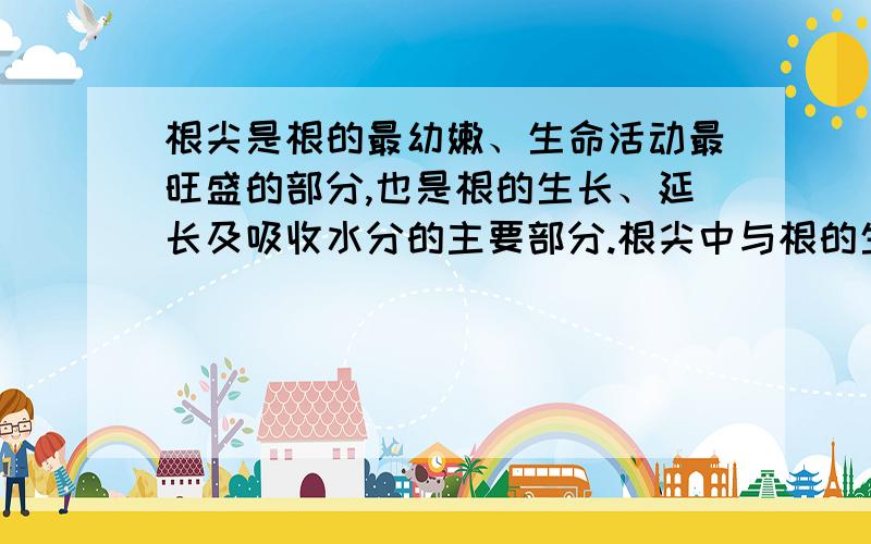 根尖是根的最幼嫩、生命活动最旺盛的部分,也是根的生长、延长及吸收水分的主要部分.根尖中与根的生长发育有关的部分是 A．根