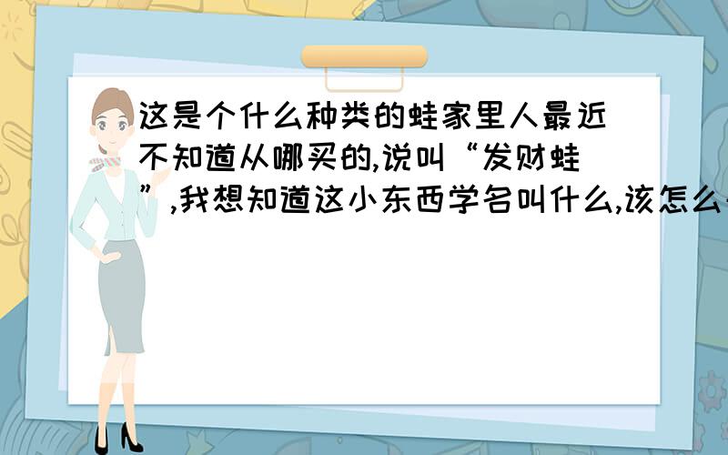 这是个什么种类的蛙家里人最近不知道从哪买的,说叫“发财蛙”,我想知道这小东西学名叫什么,该怎么养,