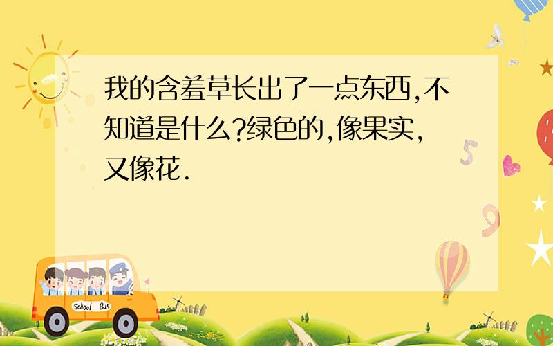 我的含羞草长出了一点东西,不知道是什么?绿色的,像果实,又像花.