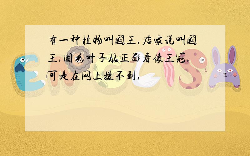 有一种植物叫国王,店家说叫国王,因为叶子从正面看像王冠,可是在网上搜不到,